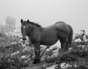 CABALLO EN LAS MALLOAS
